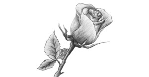 Read more about the article Drawing Rose Flower – Step By Step