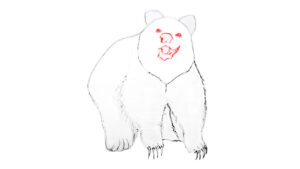draw bear