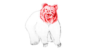 draw bear
