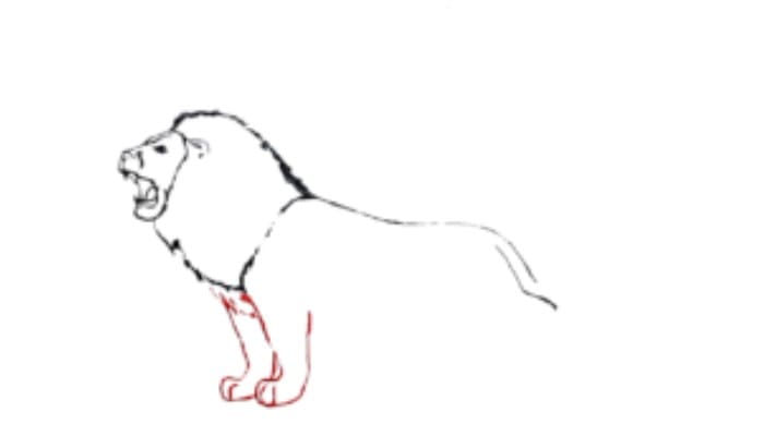 How to draw a lion Step3