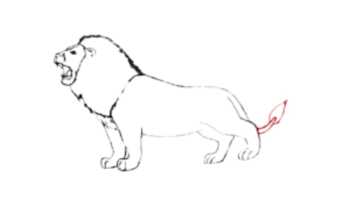 How to draw a lion Step5