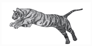 Read more about the article Drawing a Tiger – Step By Step
