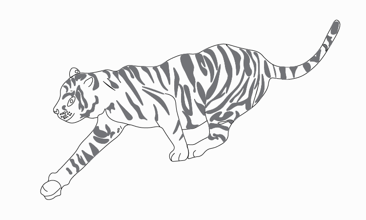 tiger pencil sketch Drawing