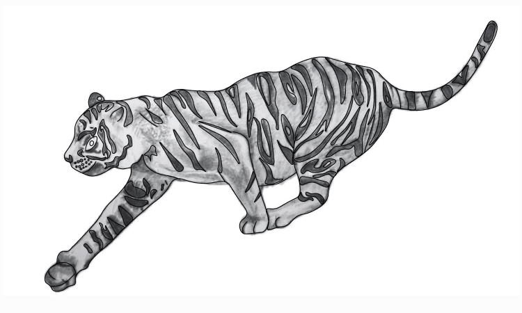 tiger pencil sketch Step by Step