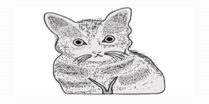 Read more about the article How to Draw a Cat – Easily Step By Step