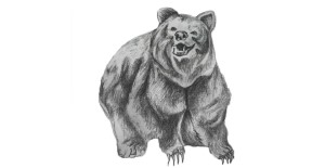 You are currently viewing How To Draw Bear – Drawing For Kids
