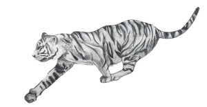 easy tiger pencil drawing