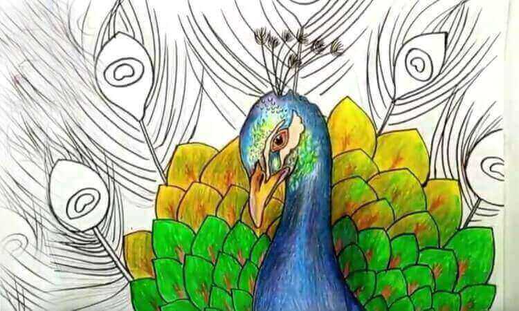 How To Draw Peacock - Step by Step - Cool Drawing Idea