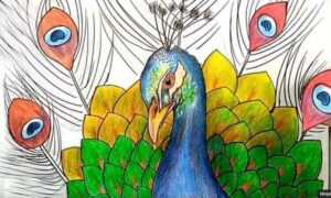 how draw peacock