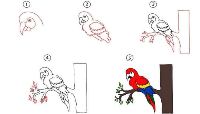 How to Draw Parrot - Step By Step - Cool Drawing Idea
