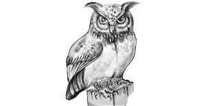 You are currently viewing How To Draw Owl – Step By Step