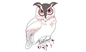 how to draw owl