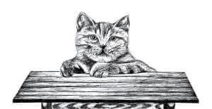Read more about the article How To Draw A Cat – Step By Step