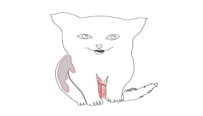 Cat Drawing Step5