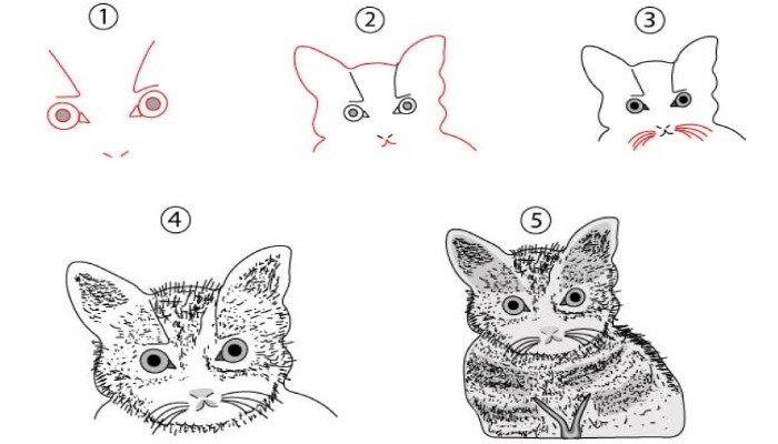 Cat Face Drawing Step By Step