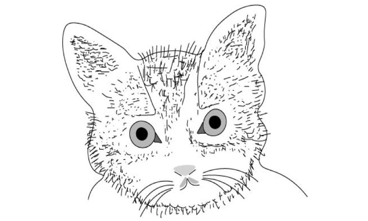 Cat Face Drawing Step4
