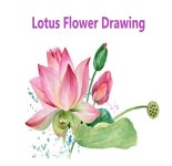 Read more about the article Lotus Flower Drawing – Step By Step Guide