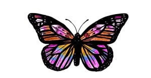 Read more about the article Butterfly Drawing – A Step By Step Guide