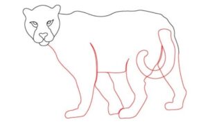 drawing of a cheetah