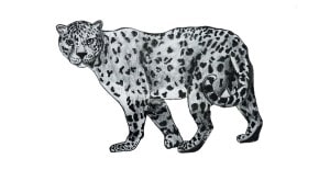 Read more about the article Drawing of a Cheetah – Step By Step Tutorial