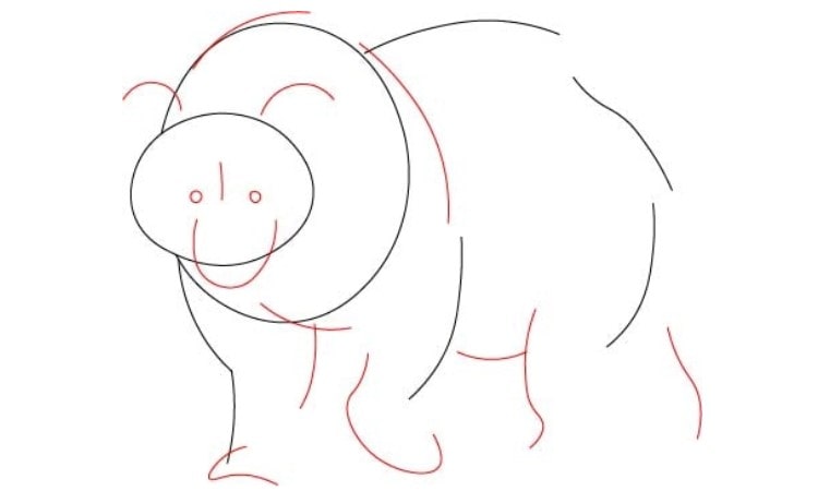 Realistic Bear Drawing step2