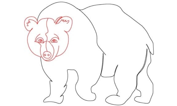Realistic Bear Drawing step3