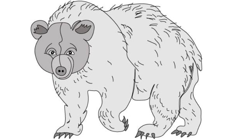 Realistic Bear Drawing step5