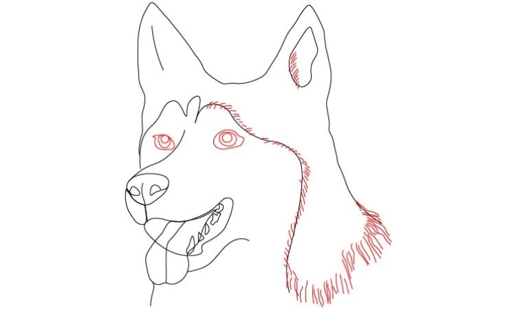 Dog Face Drawing step5