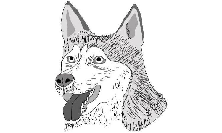 Dog Face Drawing step6