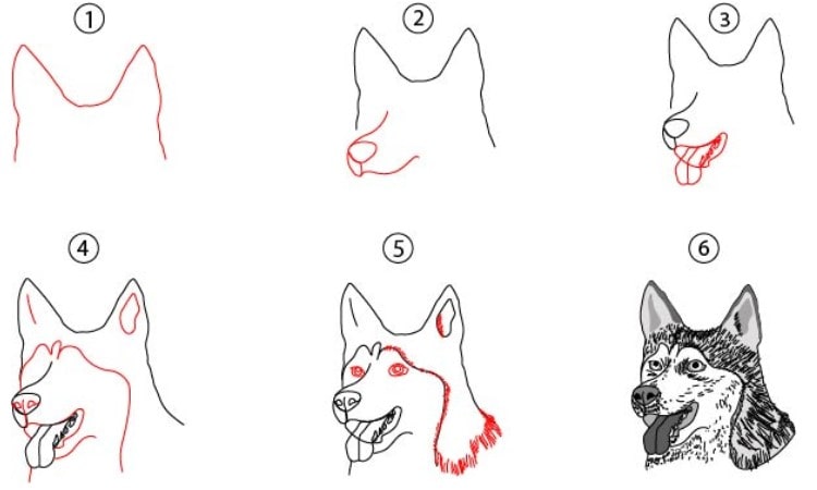 Dog Face Drawing