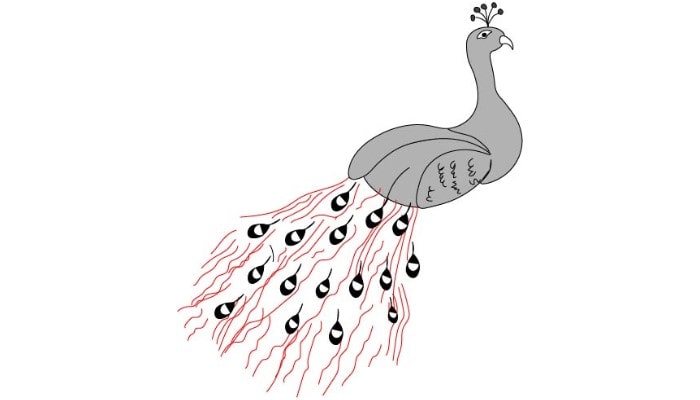 Drawing A Peacock step4