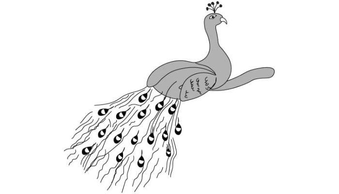Drawing A Peacock step5