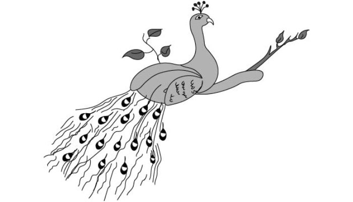 Drawing A Peacock step6