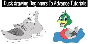 You are currently viewing Duck Drawing – Beginners To Advance