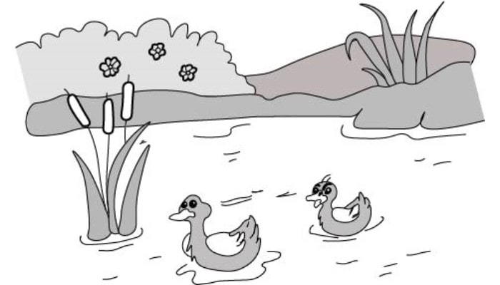 Easy Duck Drawing step4