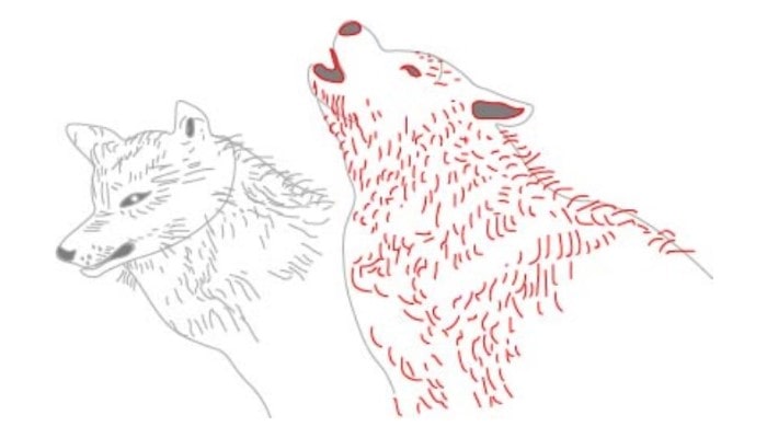 How to Draw a Wolf step5