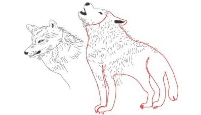 How to Draw a Wolf step6