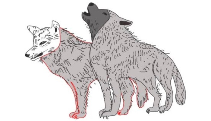 How to Draw a Wolf step7