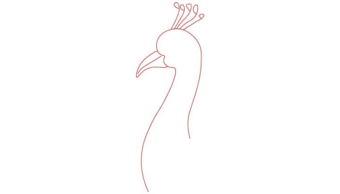 Peacock Drawing step1