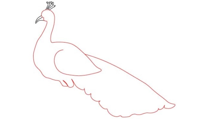 Peacock Drawing step3