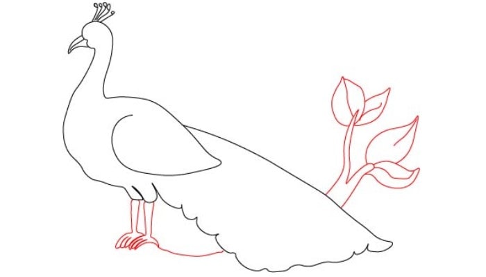 Peacock Drawing step4