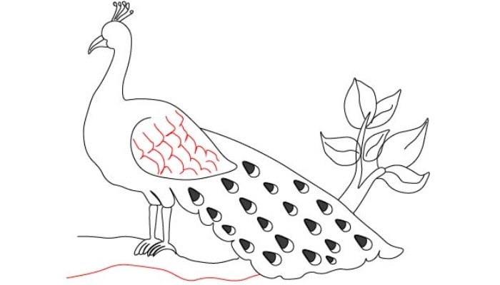 Peacock Drawing In Pencil - GranNino-saigonsouth.com.vn