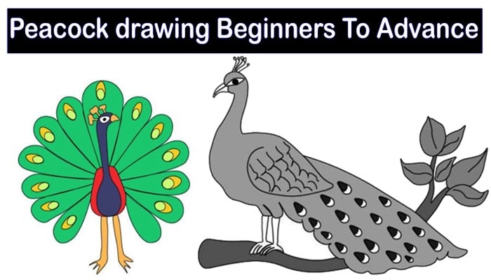 Peacock Drawing | How to draw a peacock step by step easy | Peacock Bird  Drawing - YouTube