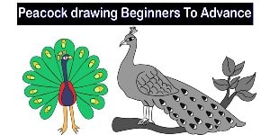 Read more about the article Peacock Drawing – Step By Step Tutorial