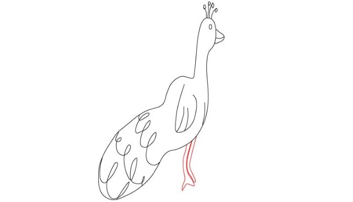 Pencil Peacock Drawing step3