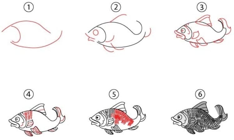 Realistic Fish Drawing Step By Step