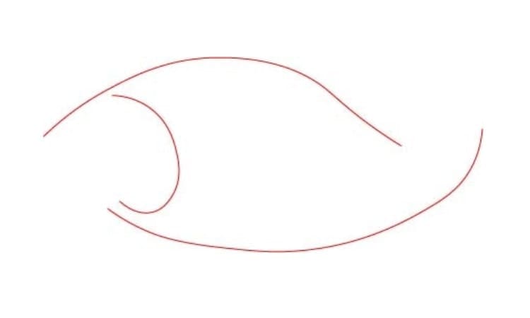 Realistic Fish Drawing Step1