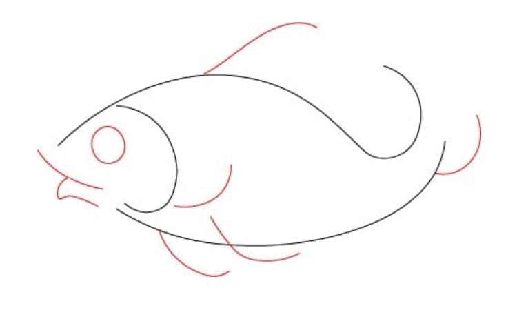 Realistic Fish Drawing Step2