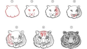 Tiger Face Drawing - Step By Step Guide - Cool Drawing Idea