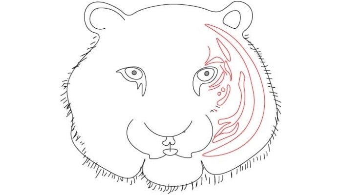 Tiger Face Drawing step3